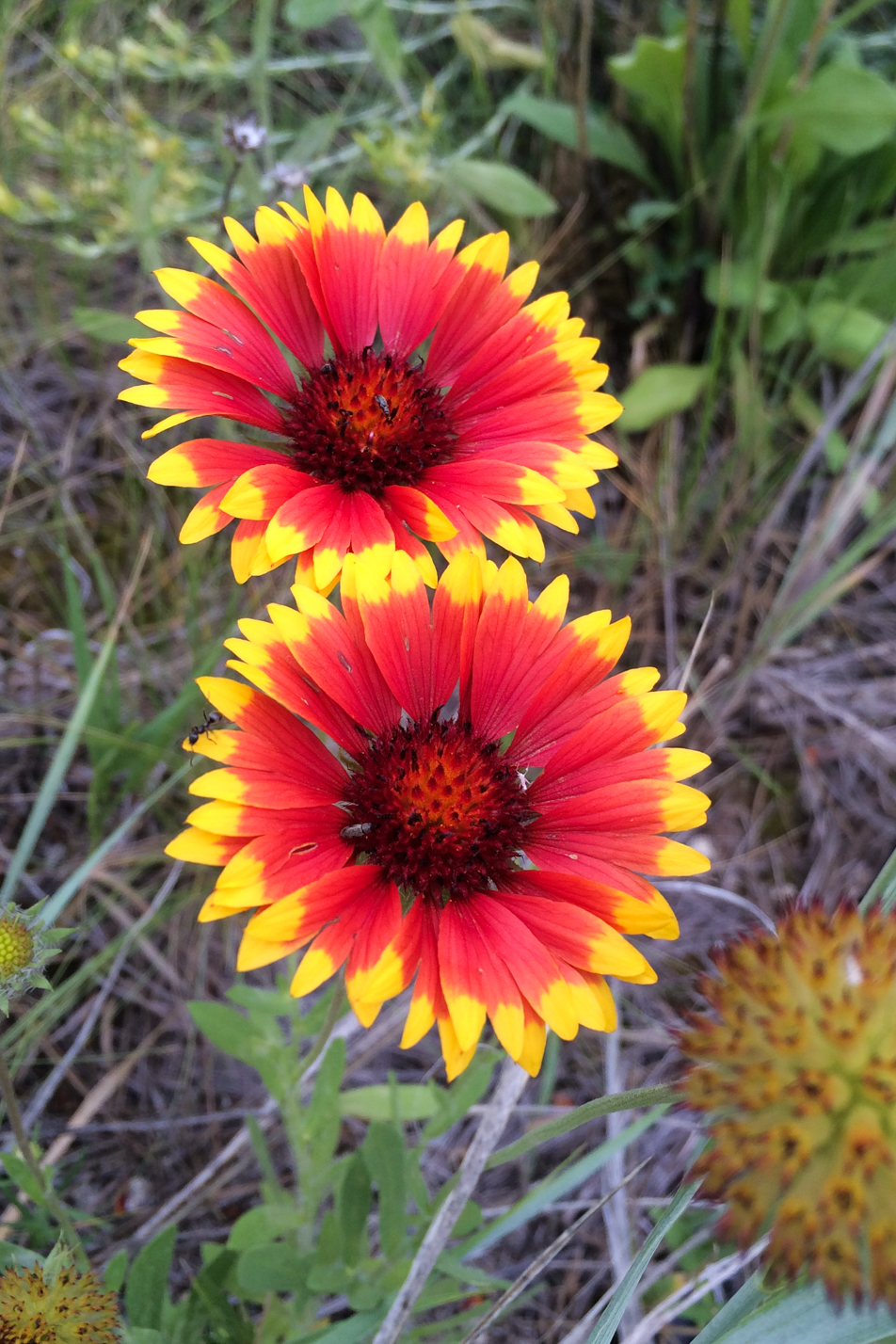Common Gaillardia